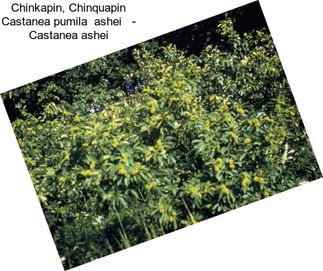 Chinkapin, Chinquapin Castanea pumila  ashei   - Castanea ashei