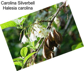 Carolina Silverbell Halesia carolina