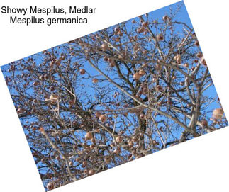 Showy Mespilus, Medlar Mespilus germanica