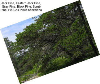 Jack Pine, Eastern Jack Pine, Gray Pine, Black Pine, Scrub Pine, Pin Gris Pinus banksiana