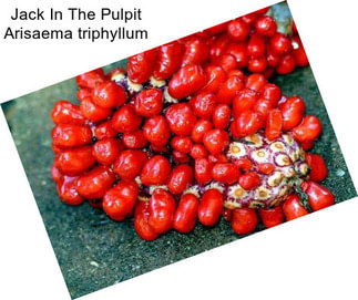 Jack In The Pulpit Arisaema triphyllum