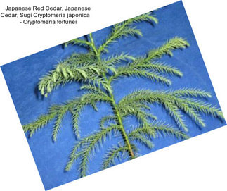 Japanese Red Cedar, Japanese Cedar, Sugi Cryptomeria japonica     - Cryptomeria fortunei