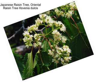 Japanese Raisin Tree, Oriental Raisin Tree Hovenia dulcis
