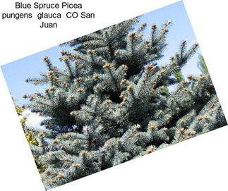 Blue Spruce Picea pungens  glauca  CO San Juan
