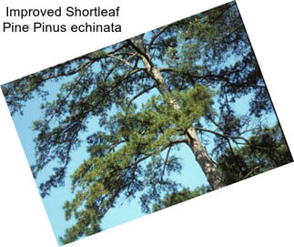 Improved Shortleaf Pine Pinus echinata