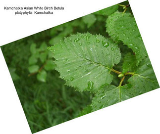 Kamchatka Asian White Birch Betula platyphylla  Kamchatka