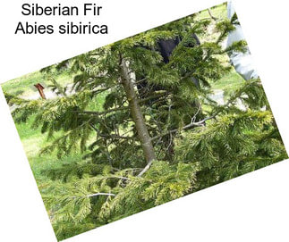 Siberian Fir Abies sibirica