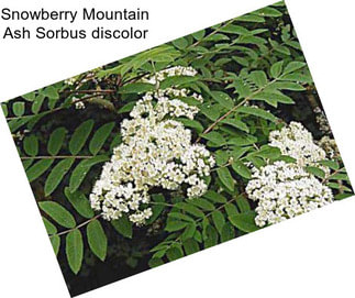 Snowberry Mountain Ash Sorbus discolor