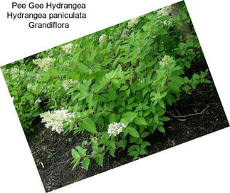 Pee Gee Hydrangea Hydrangea paniculata   Grandiflora