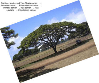 Raintree, Monkeypod Tree Albizia saman     - Samanea saman    , Pithecellobium saman    , Mimosa saman    , Inga saman    , Inga salutaris    , Enterolobium saman