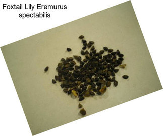Foxtail Lily Eremurus spectabilis