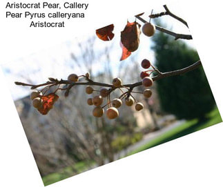 Aristocrat Pear, Callery Pear Pyrus calleryana   Aristocrat