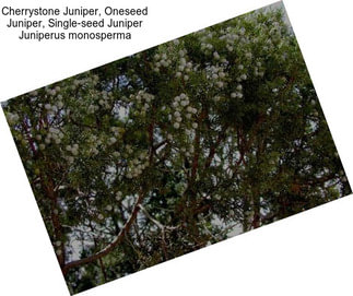 Cherrystone Juniper, Oneseed Juniper, Single-seed Juniper Juniperus monosperma