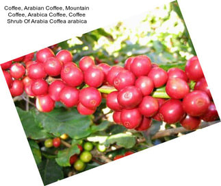 Coffee, Arabian Coffee, Mountain Coffee, Arabica Coffee, Coffee Shrub Of Arabia Coffea arabica