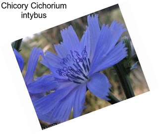 Chicory Cichorium intybus