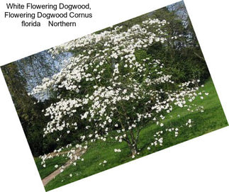 White Flowering Dogwood, Flowering Dogwood Cornus florida    Northern