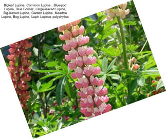 Bigleaf Lupine, Common Lupine , Blue-pod Lupine, Blue Bonnet, Large-leaved Lupine, Big-leaved Lupine, Garden Lupine, Meadow Lupine, Bog Lupine, Lupin Lupinus polyphyllus