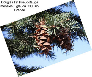 Douglas Fir Pseudotsuga menziesii  glauca  CO Rio Grande