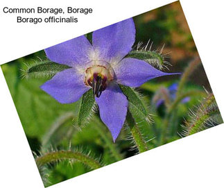 Common Borage, Borage Borago officinalis