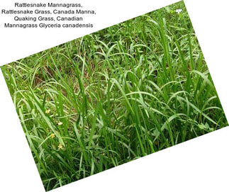 Rattlesnake Mannagrass, Rattlesnake Grass, Canada Manna, Quaking Grass, Canadian Mannagrass Glyceria canadensis