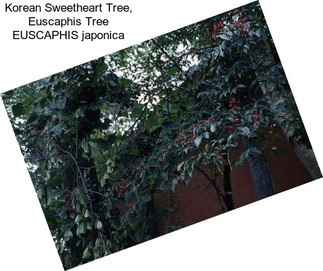 Korean Sweetheart Tree, Euscaphis Tree EUSCAPHIS japonica