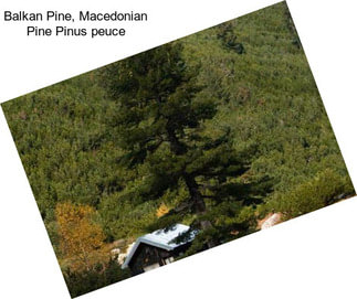 Balkan Pine, Macedonian Pine Pinus peuce