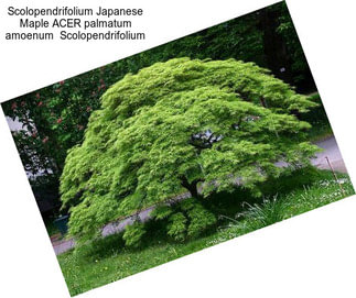 Scolopendrifolium Japanese Maple ACER palmatum amoenum  Scolopendrifolium