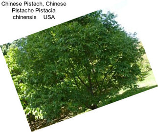 Chinese Pistach, Chinese Pistache Pistacia chinensis    USA