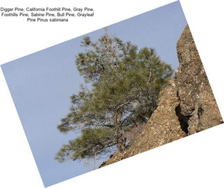 Digger Pine, California Foothill Pine, Gray Pine, Foothills Pine, Sabine Pine, Bull Pine, Grayleaf Pine Pinus sabiniana