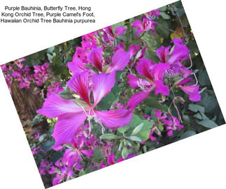 Purple Bauhinia, Butterfly Tree, Hong Kong Orchid Tree, Purple Camel\'s Foot, Hawaiian Orchid Tree Bauhinia purpurea