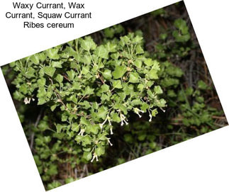 Waxy Currant, Wax Currant, Squaw Currant Ribes cereum