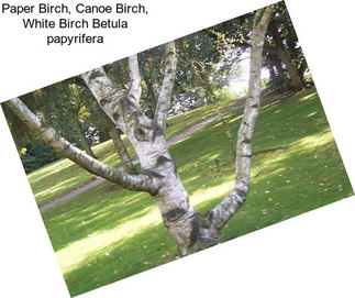 Paper Birch, Canoe Birch, White Birch Betula papyrifera