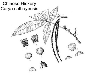 Chinese Hickory Carya cathayensis