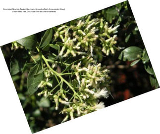 Groundsel, Silverling, Eastern Baccharis, Groundsel Bush, Consumption Weed, Cotton-seed Tree, Groundsel Tree Baccharis halimifolia