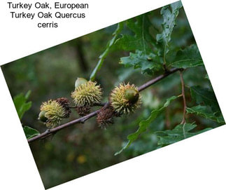 Turkey Oak, European Turkey Oak Quercus cerris