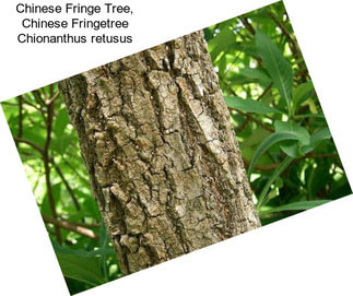 Chinese Fringe Tree, Chinese Fringetree Chionanthus retusus