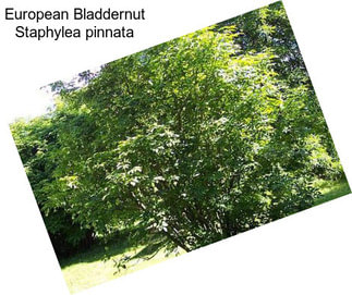 European Bladdernut Staphylea pinnata