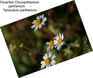 Feverfew Chrysanthemum parthenium     - Tanacetum parthenium