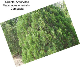 Oriental Arborvitae Platycladus orientalis   Compacta