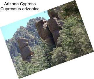 Arizona Cypress Cupressus arizonica