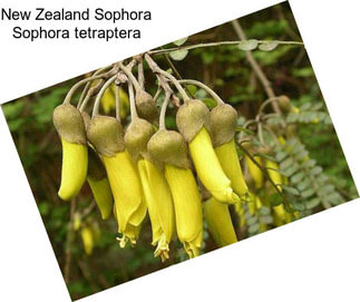 New Zealand Sophora Sophora tetraptera