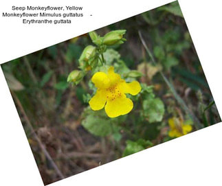 Seep Monkeyflower, Yellow Monkeyflower Mimulus guttatus     - Erythranthe guttata