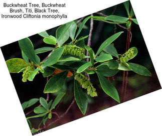 Buckwheat Tree, Buckwheat Brush, Titi, Black Tree, Ironwood Cliftonia monophylla