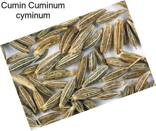 Cumin Cuminum cyminum