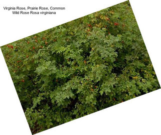 Virginia Rose, Prairie Rose, Common Wild Rose Rosa virginiana