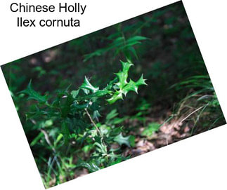 Chinese Holly Ilex cornuta