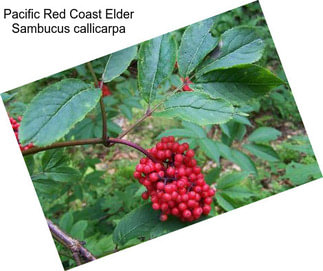Pacific Red Coast Elder Sambucus callicarpa