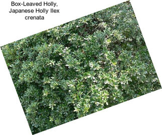 Box-Leaved Holly, Japanese Holly Ilex crenata