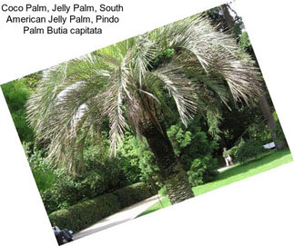 Coco Palm, Jelly Palm, South American Jelly Palm, Pindo Palm Butia capitata