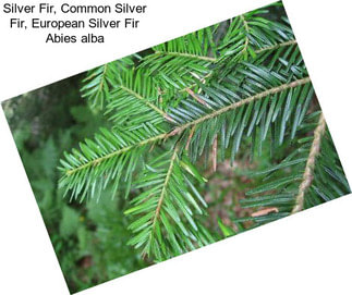 Silver Fir, Common Silver Fir, European Silver Fir Abies alba